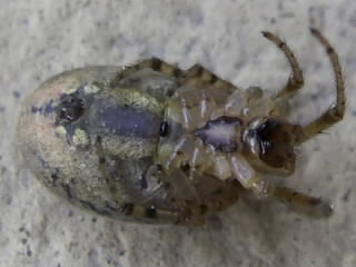 Zygiella sp.